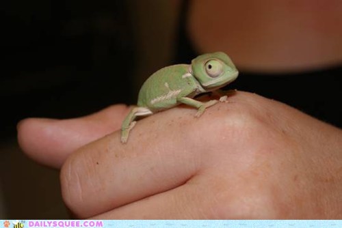 Squee Spree: Lizard Week!
