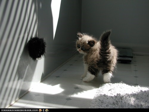Cyoot Kitteh of teh Day: Fuzzball vs. Fuzzball