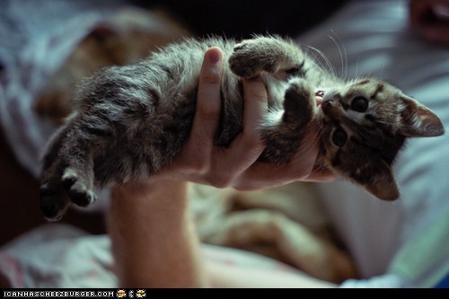 Cyoot Kitteh of teh Day: Not to Brag, But I Can Bench One Adorable Kitten.  I'm Just That Strong.