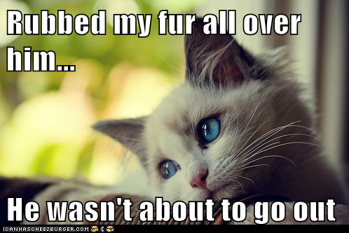 First World Cat Problems: Y U NO WANT 2 SHOW OFF MY HAIRS TO THE WORLD?