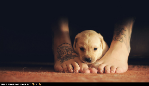 Cyoot Puppeh ob teh Day: Ai Will Protekt U!