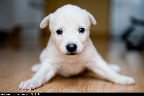 Cyoot Puppeh ob teh Day: Dees Legs Nawt Werkin'!
