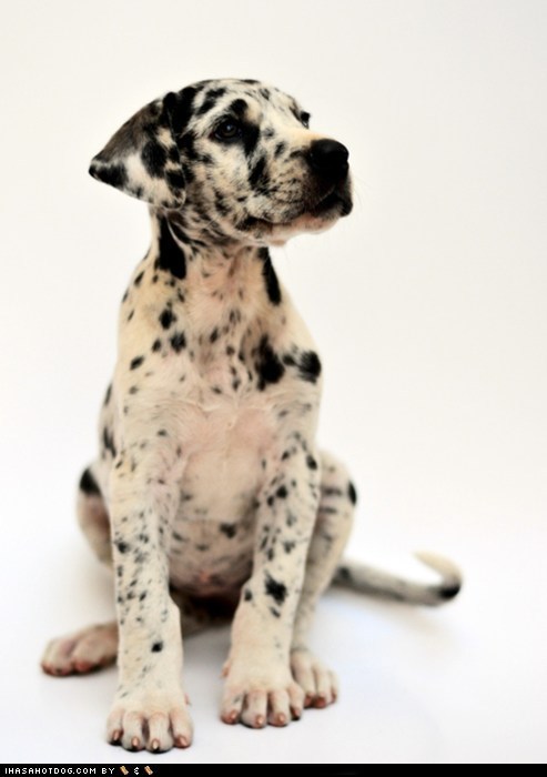 Cyoot Puppeh ob teh Day: No, Da Spots Nawt Com Off