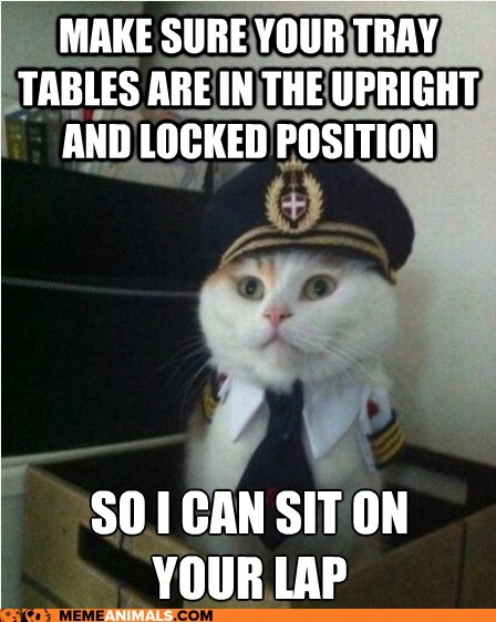 Captain Kitteh: BUT WHO'S FLYING THE PLANE???