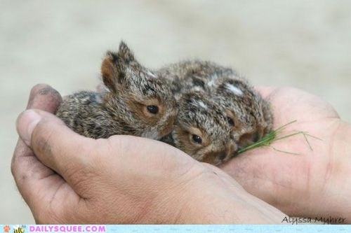 Daily Squee: Pocket Nibble Buns