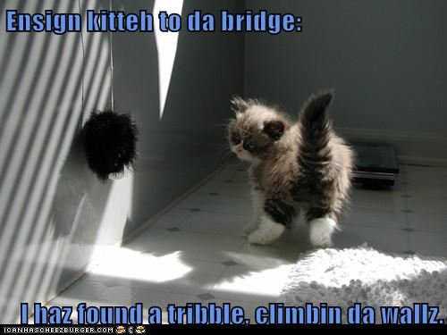 Ensign kitteh to da bridge