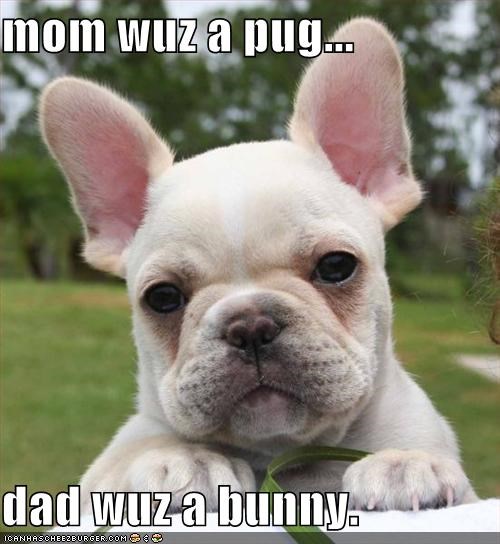 mom wuz a pug...  dad wuz a bunny.