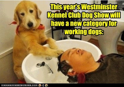 This year's Westminster Kennel Club Dog Show
