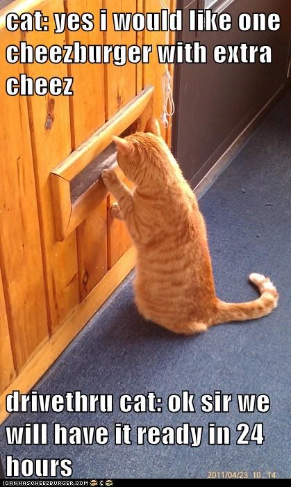 cat: yes i would like one cheezburger with extra cheez  drivethru cat: ok sir we will have it ready in 24 hours