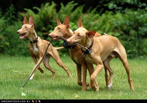 Goggie ob teh Week: Stickin' 2gethur!