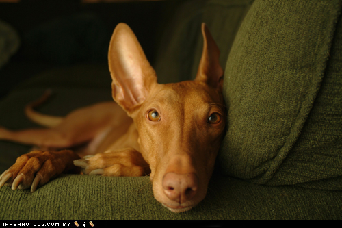 Goggie ob teh Week: Lazy Afternoon
