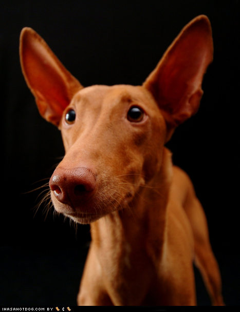 Goggie ob teh Week: I'm All Ears!