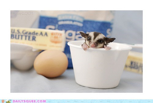 One Cup Sugar Glider