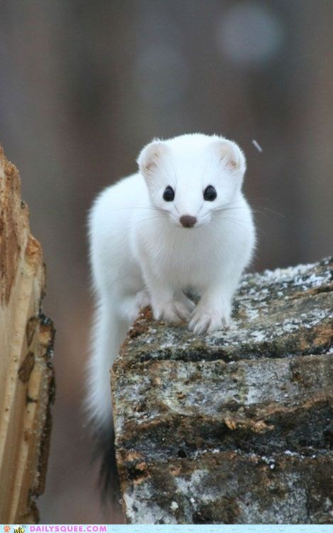 Daily Squee: White Mongoose at the Ready