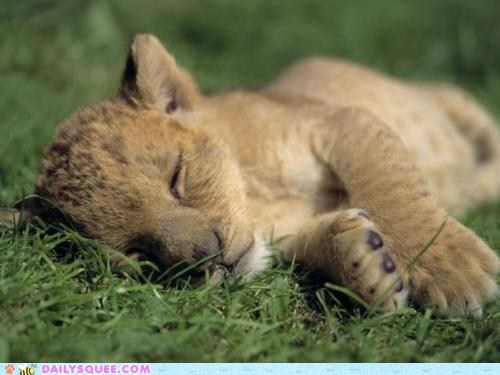 Sweet Sleeper