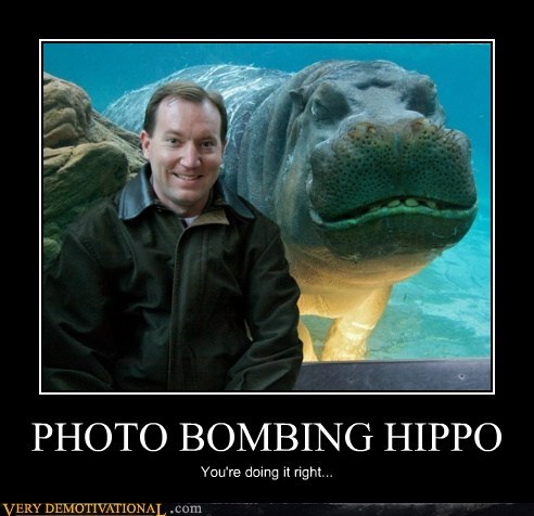 PHOTO BOMBING HIPPO