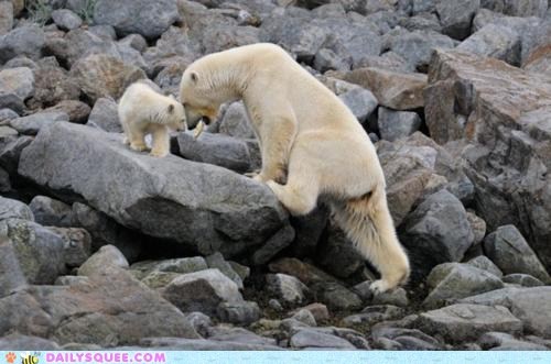 Happy International Polar Bear Day!