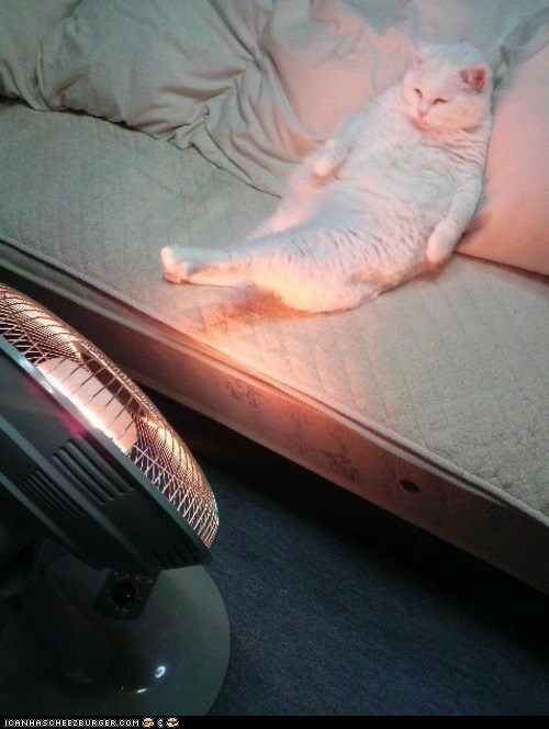 Aaaaahhhh, Dis Iz teh Lief!