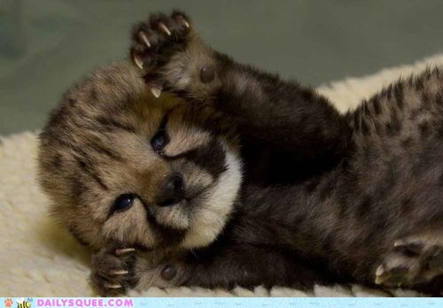 Rawr! Bebeh Fierceness!
