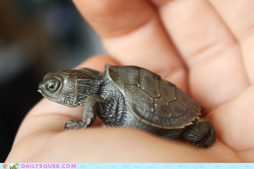 Daily Squee: Palm-Turtles for Everyone!