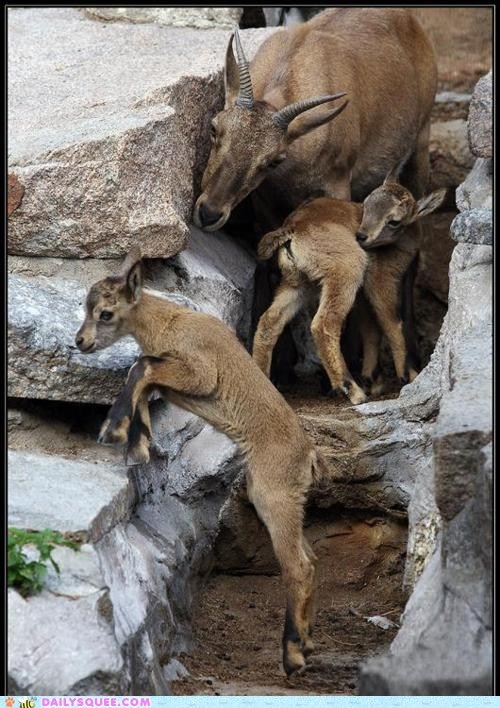 Nice Jump, Junior!