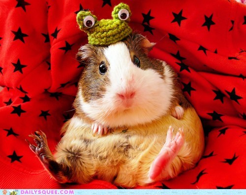 Excuse Me, You Have a Frog on Your Head