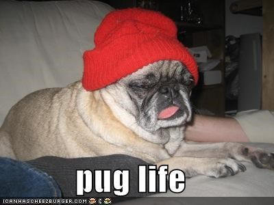 pug life