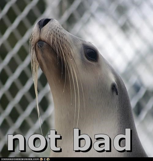 Sea Lion of the President of the United States of America