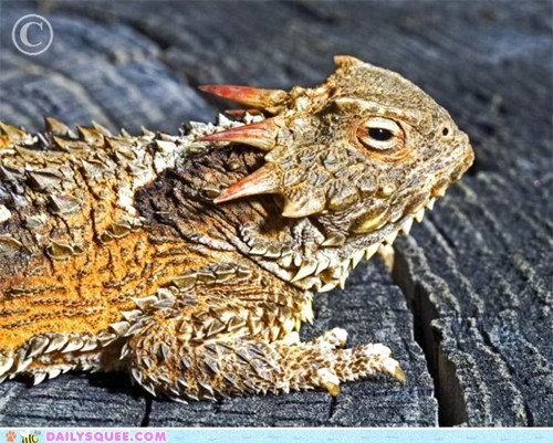 Squee Spree: Cold-Blooded Chillin'