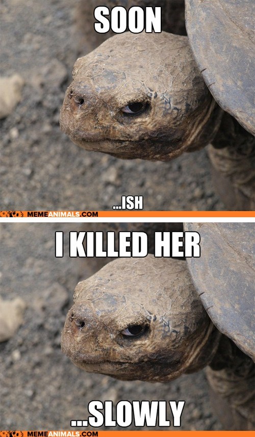 Animal Memes: Introducing Insanity Tortoise