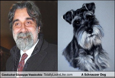 Conductor Giuseppe Vessicchio Totally Looks Like A Schnauzer Dog