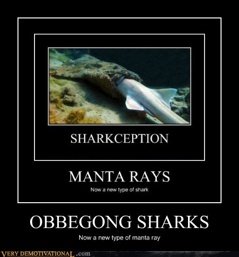 OBBEGONG SHARKS