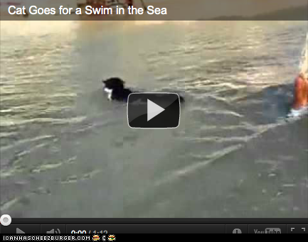 Around the Interwebs: Kitteh Goes for a Sea Swim