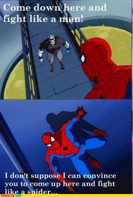 Spider Fights Are WAY COOLER