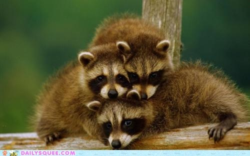 Squee Spree: Ready, Set, Go!