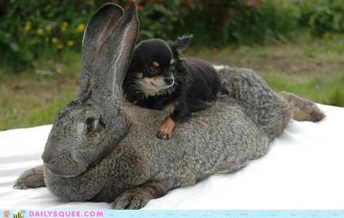 Interspecies Love: Giddyup Noble Steed!