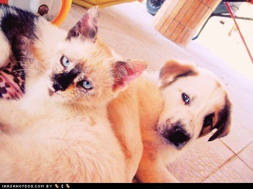 Kittehs R Owr Friends: Twinsies!!