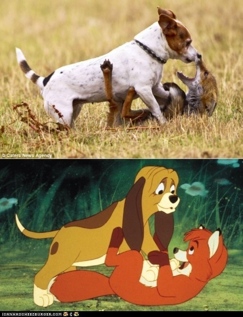 The Fox and the Hound IRL