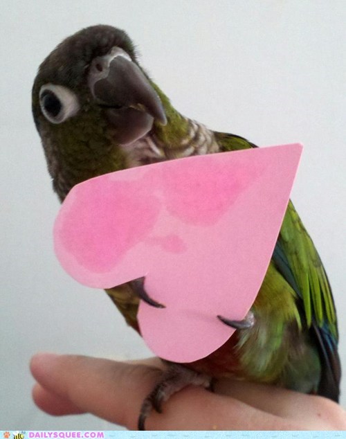Reader Squees: Birdie Love