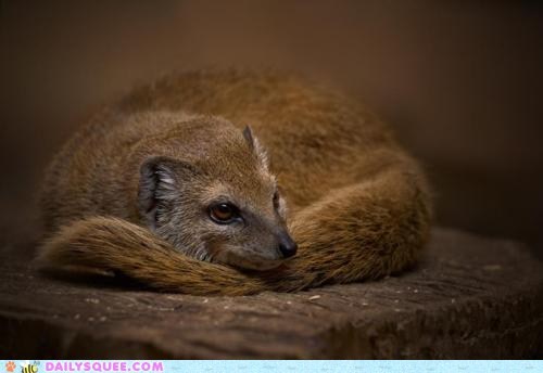 Daily Squee: Mongoose Kitty!