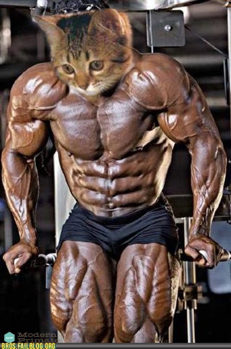 Bros: This Bro's Name Is Mittens