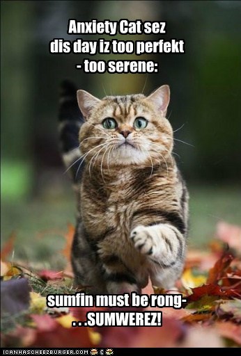 LOLcats: Somebody Needs a Refill on Their Catxil Prescription