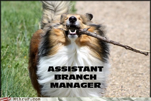 Business Dog Just Got a Promotion