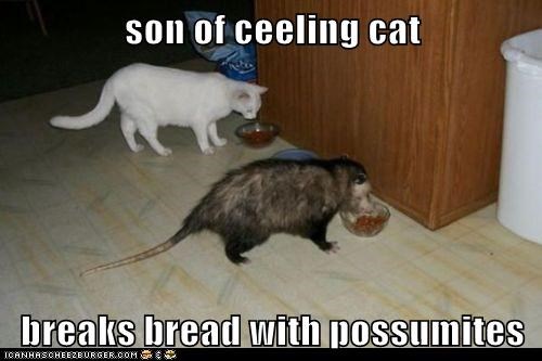 son of ceeling cat  breaks bread with possumites