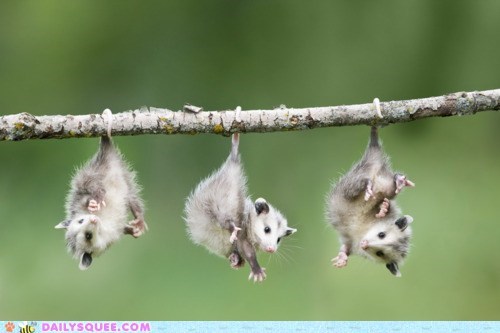 Daily Squee: Come Hang Out With Us!