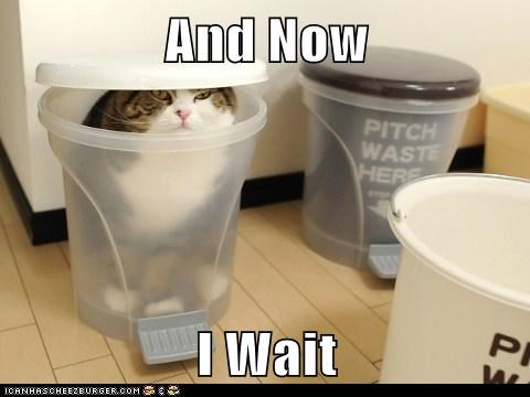 LOLcats: Maru the Ninja
