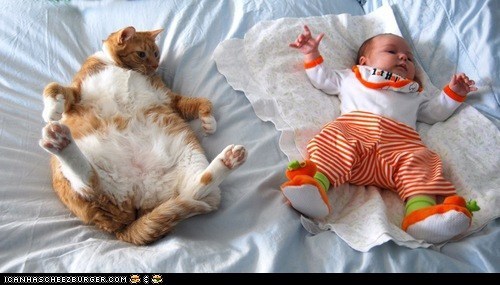 Cyoot Kitteh of teh Day: Kitteh See, Kitteh Do
