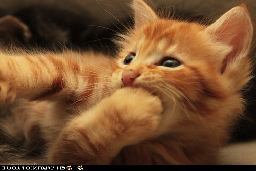 Cyoot Kitteh of teh Day: Paw-m Nom Nom