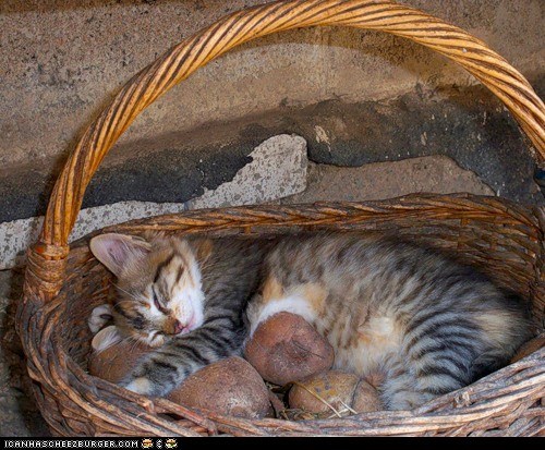 Cyoot Kitteh of teh Day: Lil' Potato