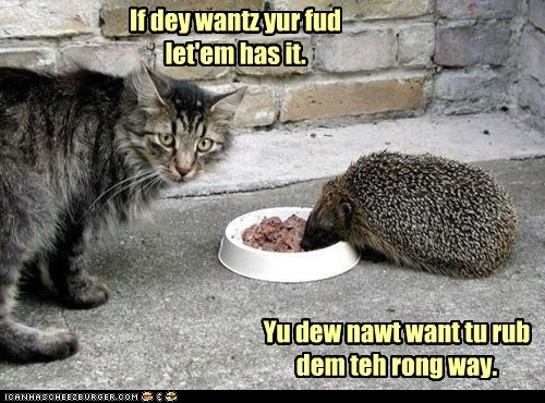 Hejhawgz